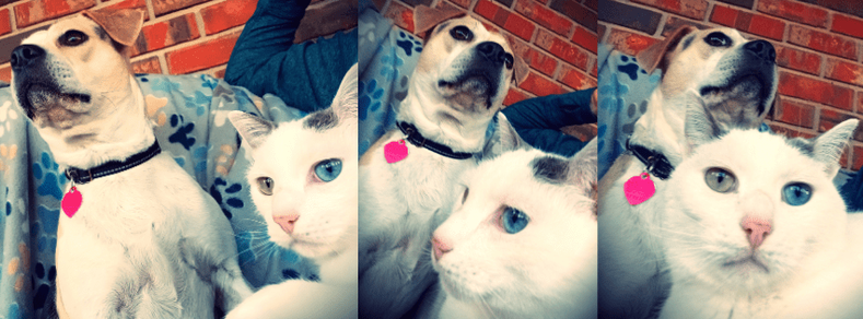 A collage of 3 photos of a puggle dog and a white cat with grey markings. The puggle is cream and white colored with some black markings. The cat has one blue eye and one green eye. In each photo, the dog is slightly behind and to the left of the cat, who appears to have walked into the frame gradually as each photo was snapped, finally settling in front of the dog. The cat's expression is almost a frown with surprised eyes while the dog eyes the camera with a look feigned disdain. Behind the two is the arm of their human and a brick wall in the backdrop. A grey fleece pet blanket with blue and gray pawprints printed over it is draped over the back of the furniture where they're seated.