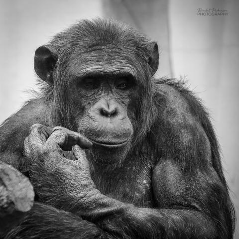 Head and upper body shot of a sitting chimpanzee with its left hand up close to its chin.