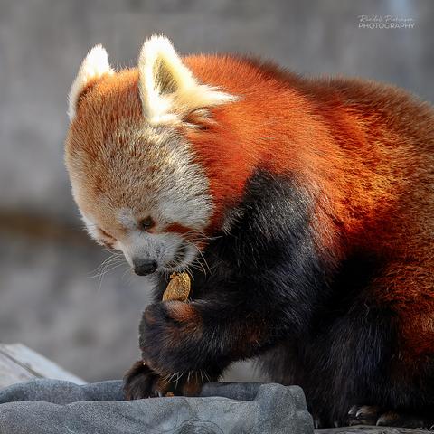 A red panda lifts a piece of food towards its mouth with its left paw.