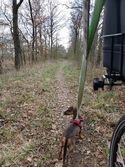 Wir sind zu Fuß unterwegs auf dem Gandower Fährdamm. Dieser Damm ist nur noch ein schmaler Pfad und nicht mehr berollbar. Effie geht voran und schaut gerade nach links, was da im Gebüsch raschelt. Die Bäume sind noch kahl und ein Ende des Pfades nicht erkennbar.
