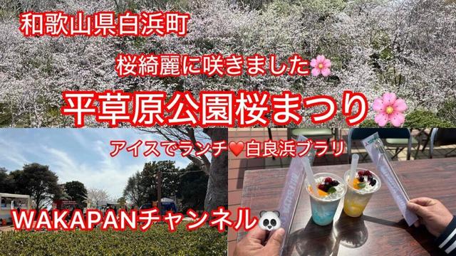 和歌山県白浜町　平草原公園桜まつり🌸桜綺麗に咲きました🌸アイスでランチ❤️白良浜ブラリ　WAKAPANチャンネル🐼