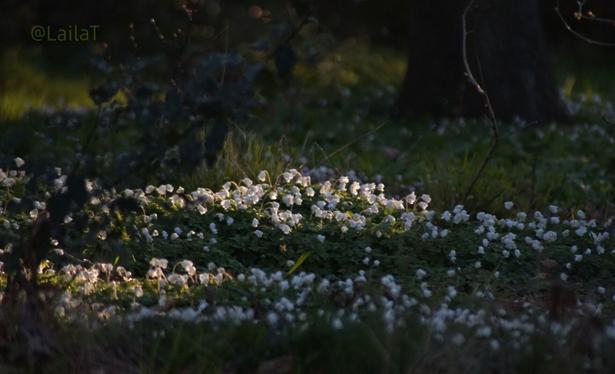 Buschwindröschenteppiche zwischen Bäumen. Ein Teil wird von der Sonne beschienen, der Rest liegt im Schatten.