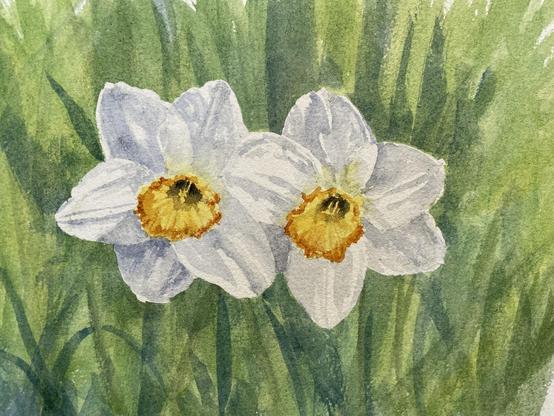 Two daffodil flowers with soft, rounded petals and textured, frilled centers are nestled side by side, standing out against a dense backdrop of tall, gently swaying blades of grass and leaves.