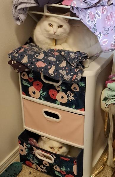 Two white cats occupying a three drawer dresser in a clothes closet. Blanca is on top while Bernard is scowling from the bottom drawer.