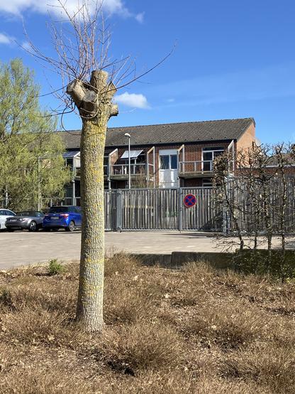 Gekappter Baum
