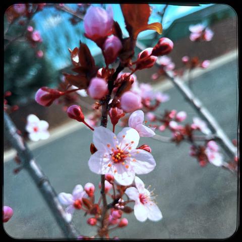 A cherry blossom.