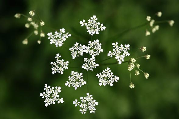 Kleine weiße Blüten einer Wiesenkerbel-Dolde vor sattem dunklem unscharfen Grün.