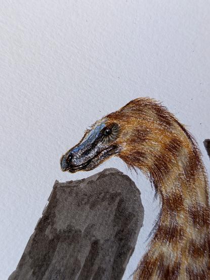 Duonychus Tsogtbaatari head