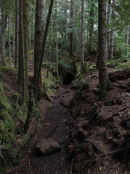 An old mining entrance, hemmed in by all sides by dense forest.
