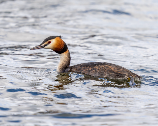 Grebe on the water