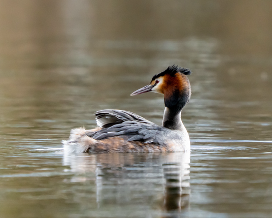 Grebe on the water
