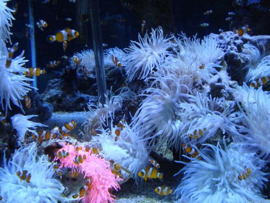 The floor of a sea aquarium full of white anemones, to the left also a light pink one. Between them countless tiny orange-white striped anemone fish swimming around.
