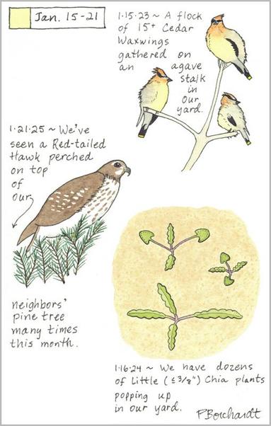 My 2025 Perpetual Journal watercolor and pen art of a Red-tailed Hawk; my 2024 Perpetual Journal watercolor and pen art of little Chia plants in our yard; & my 2023 Perpetual Journal watercolor and pen art of Cedar Waxwings, all seen in Tucson, AZ, USA.