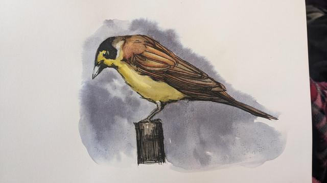 A pen and watercolour painting of a yellow breasted brown winged generic bird. Standing on a rough sketch of a long. The background is purple-blue and streaky in places.