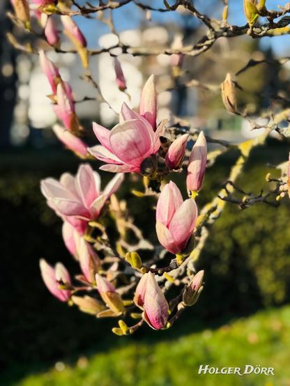 Ein Zweig einer blühenden Magnolie vor unscharfem Hintergrund. Die zartrosa Blüten stehen in verschiedenen Stadien der Entfaltung – einige sind geöffnet, andere noch fest verschlossen. Das warme Sonnenlicht bringt die Blüten zum Leuchten, während der Hintergrund mit weichem Bokeh verschwimmt. Die Szene wirkt hoffnungsvoll, still und erwartungsvoll – als würde der Frühling tief durchatmen, bevor er sich ganz entfaltet.