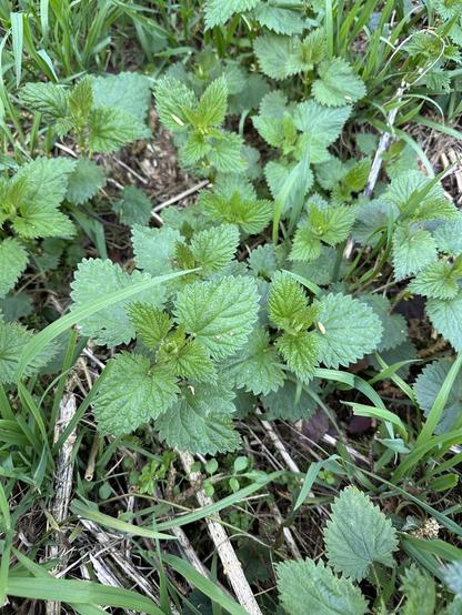 Close up photo of about eight small nettle plants on a forest floor, with twigs and several blades of grass.