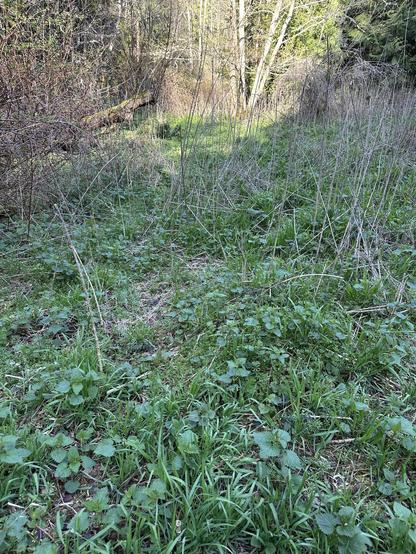 A nettle meadow among trees, mostly shady except for a tiny bit of tree and light green leaves in the sun, towards the back.