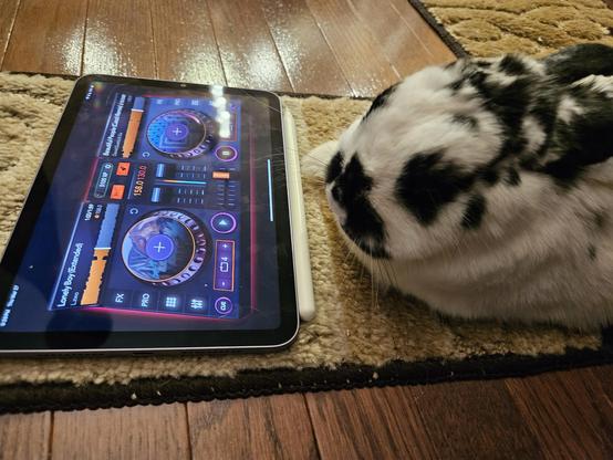 Bunny spinning tunes on a virtual turn table on an ipad
