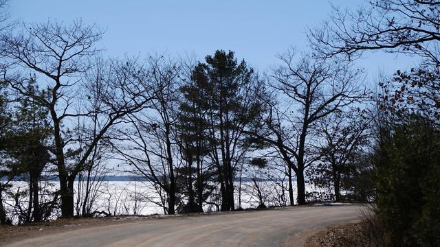 A glimpse of frozen Lake Huron through a narrow row of oaks and pine lining a road.
The sky is cloudless blue.
