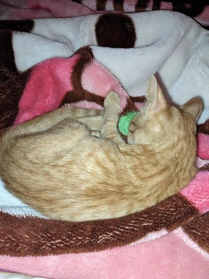 Un gato de color naranja claro está acurrucado sobre una manta de colores marrón, rosa y blanco. El gato parece estar durmiendo o descansando. La manta tiene un diseño de círculos y líneas en diferentes tonos de marrón y rosa.