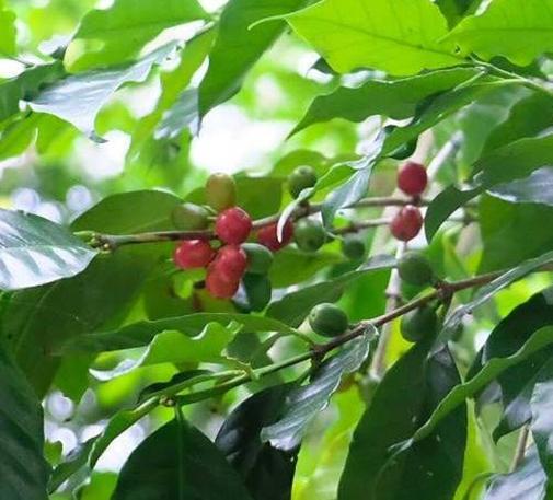 New study finds Japan’s coffee cultivation has roots in Okinawa