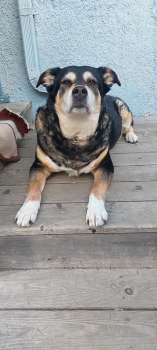 Serious looking pupper, chin up looki g at camera