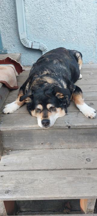Chunky pupper lying with chin down on deck.