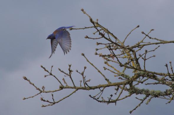 A blue bird with a rust colored patch on its back is in flight, its wings pointed downward.