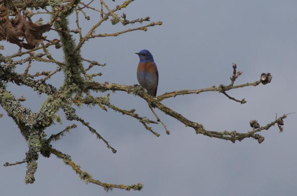 The same bird is now perched on a bare branch. Its chest is rust colored on top and grey below. Its head is turned, showing its pointy beak.
