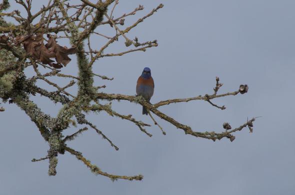The same bird from the previous picture, now facing the camera head on.