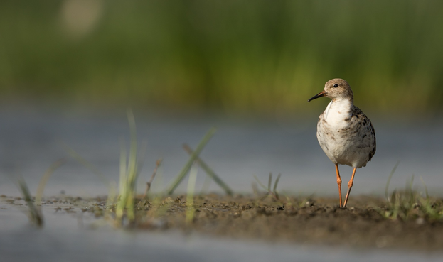 A Common Redshank standing on the edge of a wetland.
