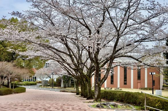 A pathway lined with flowering cherry trees, showcasing delicate pink blossoms. In the background, a modern building with brick walls and green landscaping.