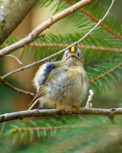 A goldcrest looking supriced into the camera while cleaning its feathers
Looking fluffed up