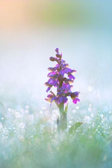 Ein Kleines Knabenkraut in einer taunassen Wiesen fotografiert am Morgen bei Sonnenaufgang, den man im Hintergrund leicht er erahnen kann. Bis auf die Orchidee ist fast alles unscharf im Foto. Nur ein paar Tautropfen kann man noch scharf erkennen.