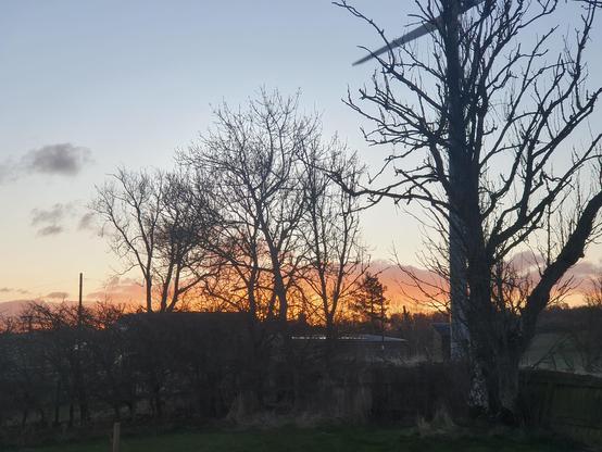 A dark, grassy foreground leads to a couple of bare trees, behind, along the horizon is a band of golden light and clouds with a pale blue sky above
