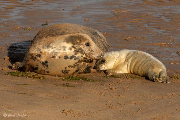Grey Seal Mum with pup