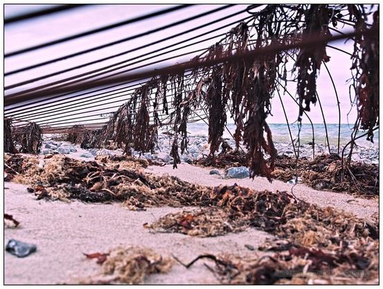 Bodennahe Weitwinkelaufnahme in eine Art im Sand des Ostseestrands liegenden, mit Tangblättern behängten Drahtkäfig hinein, im Hintergrund unscharf die See, der Himmel und der Horizont.