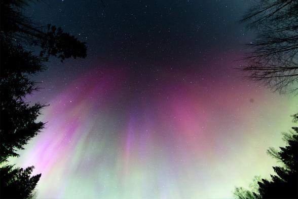 Magentanvärinen ja vaaleanvihreä revontuliharso ja epäselviä säteitä ulottuu taivaan poikki zeniitin yli puunlatvojen välissä.
