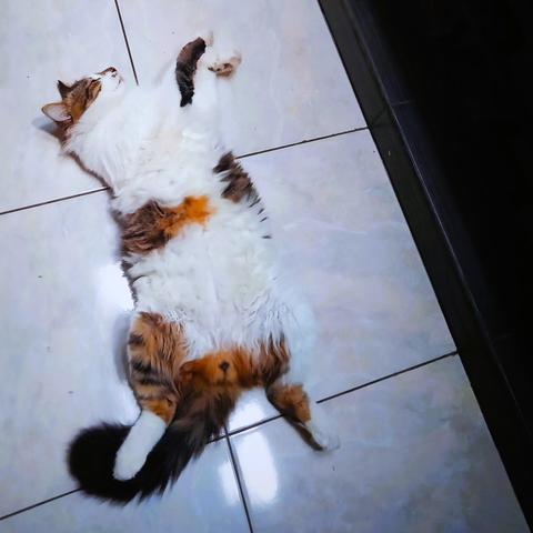 Cat lying on his back