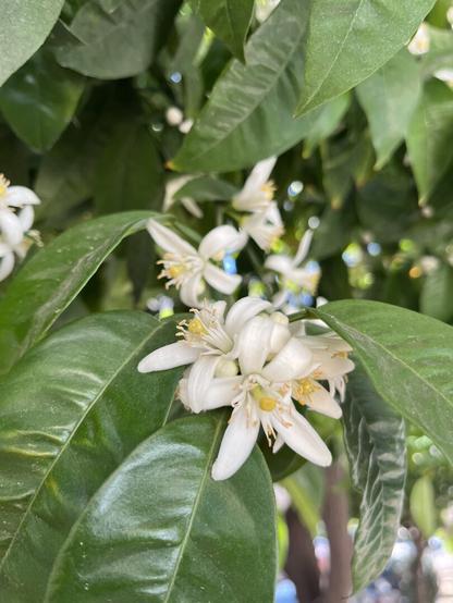 Close-up on a cluster of orange blossoms in a Seville orange tree. Ivory white, star-shaped, four narrow leaves clustered around the pollen-bearing wands in the middle. Smells like heaven.