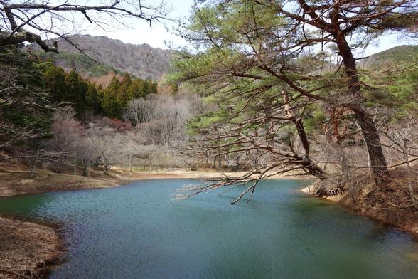 Small part of a deep green lake between the pines and winter trees
