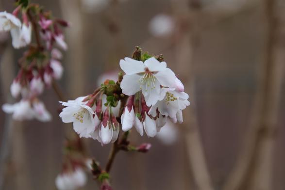 Blüten der Zierkirsche weiß mit roten Kelchen.
Matzework