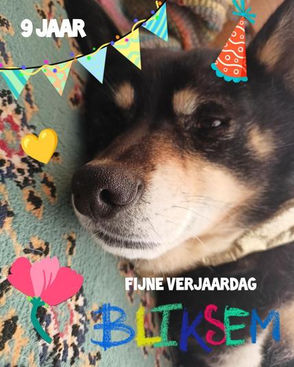 Photo of Bliksem with party hat and garlands, 9 years - happy birthday Bliksem