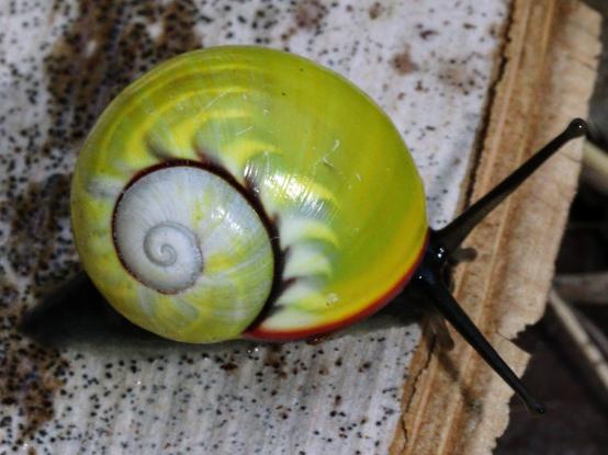 Colourful snail, yellow with rays