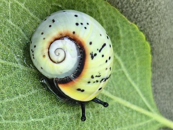 Colourful snail, yellow with spots
