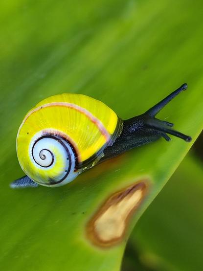 Colourful snail, yellow with pink