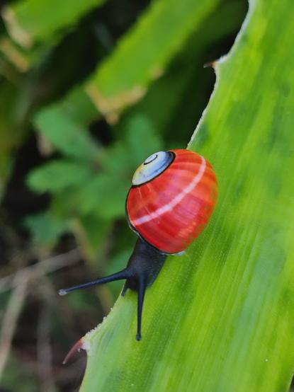 Colourful snail, very red