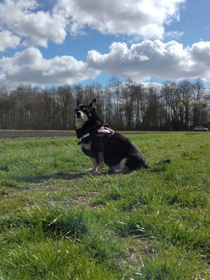 Bliksem sitting in the sun sniffing spring air