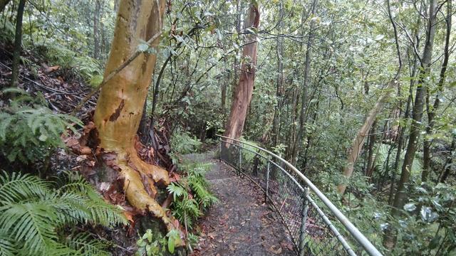 A section of trail in a lush green forest. A bright yellow gum on the left (these are the best! in the rain)