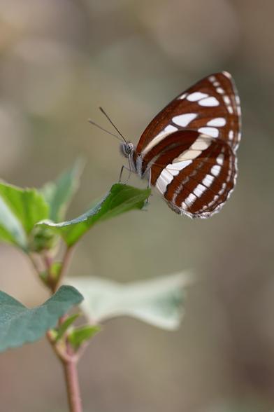 Butterfly posing for the macro. With them weird eyes.